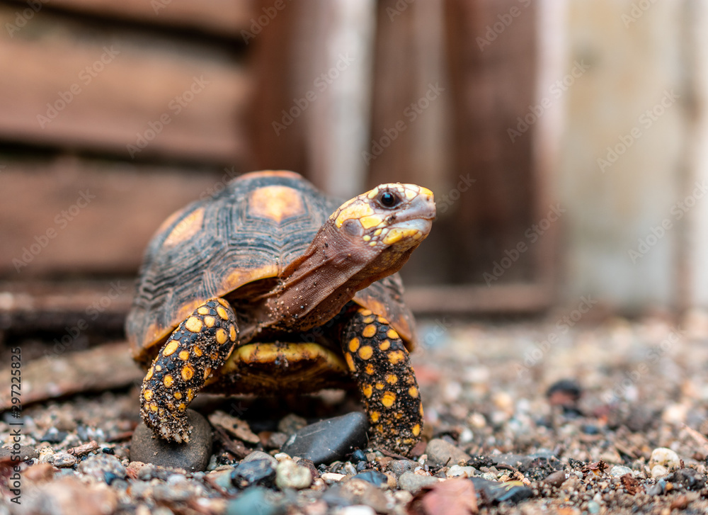 Obraz premium turtle on the stone