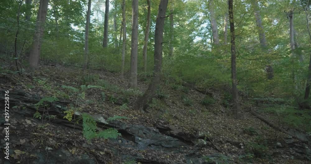 Tree-filled hill at Wissahickon Creek, Philadelphia Tree-filled hill at Wissahickon Creek, Philadelphia