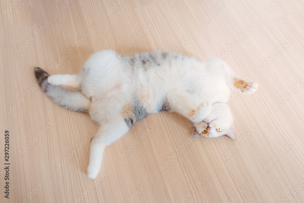 Portrait of cute adult female parti-colour cat lying back on the wood floor with her paws up in the air and looking something in the wall.