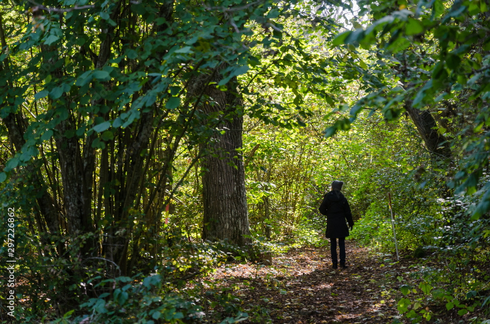 Fototapeta premium Woman on a footpath in a sunlit forest by fall season