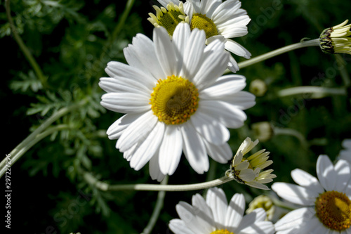 daisy flower background montains garden