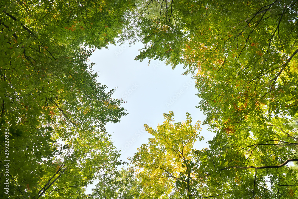 Fototapeta premium Into the forest.