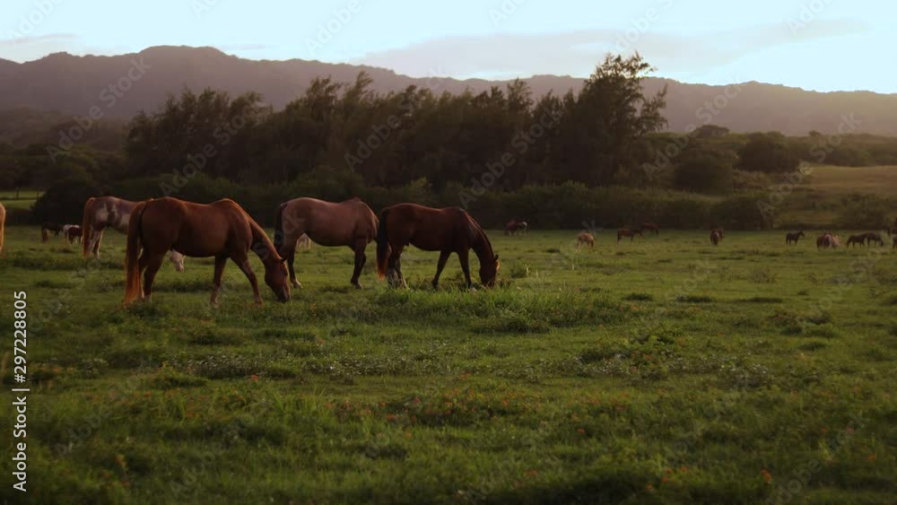 Still shot of a group of large horses grazing and feeding on the lush green grass on a ranch in Hawaii. Shot during golden hour. Still shot of a group of large horses grazing and feeding on the lush green grass on a ranch in Hawaii. Shot during golden hour.