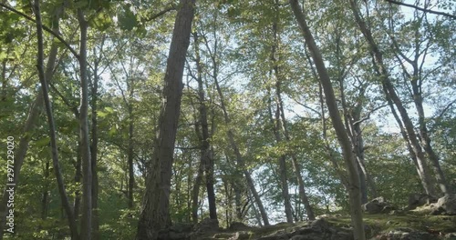 Panning shot, Breeze in forest at Wisshaickon Creek photo