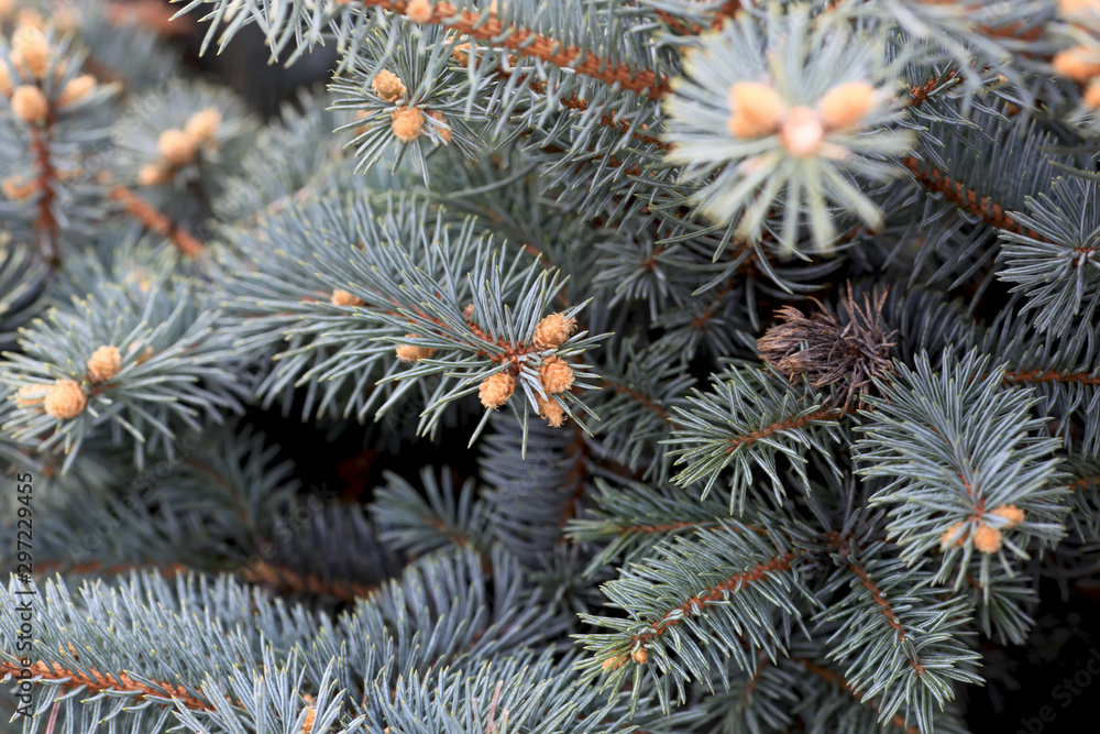 Young decorative blue spruce. Needles of blue spruce close-up. Texture. Natural blurred background. Image.