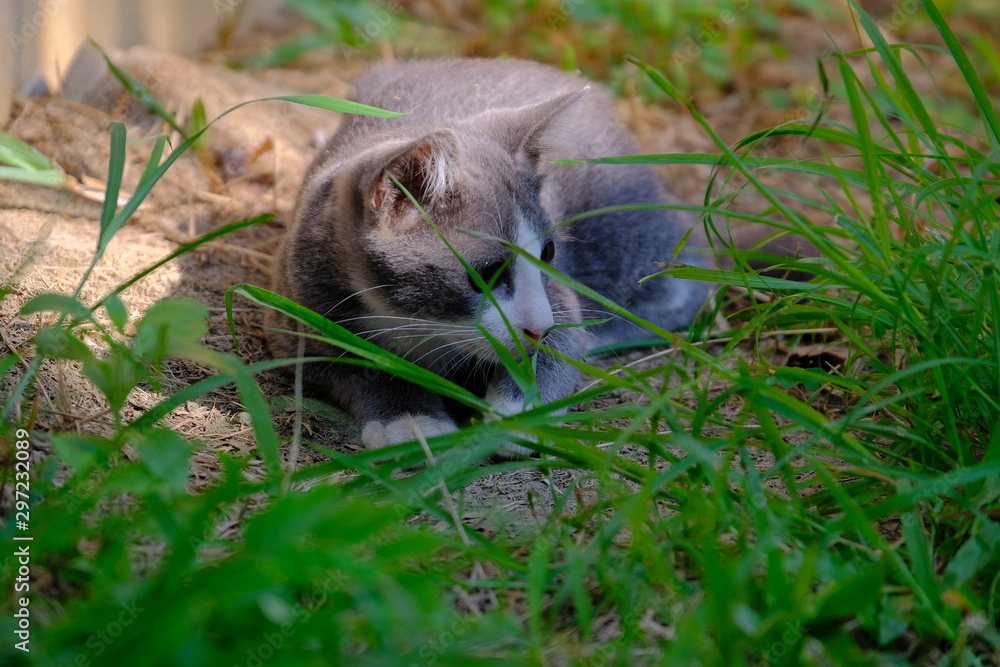 Gray cats on the grass are looking for something. Gray cats on the grass are looking for something.