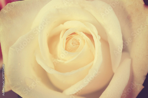Closeup rose flower with vintage style.