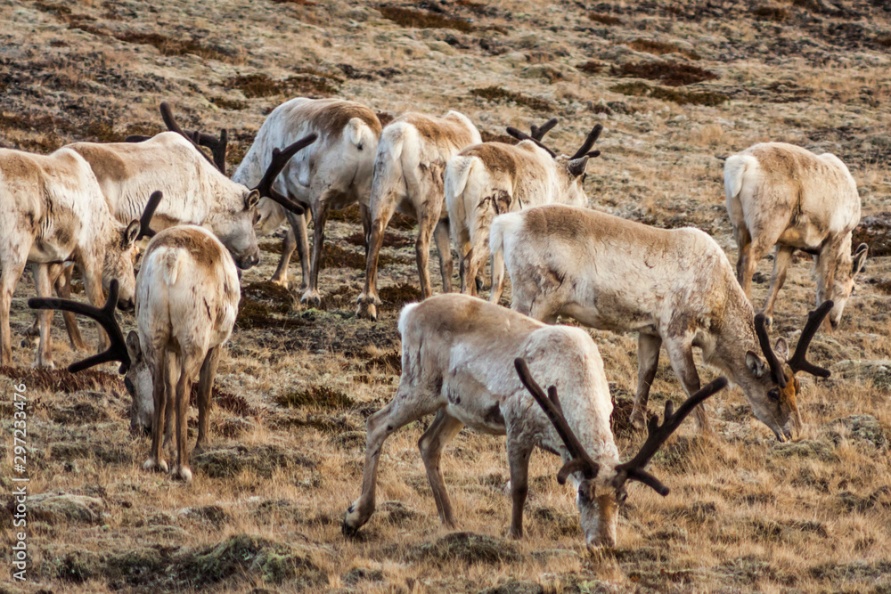 Herd of young reindeers (Rangifer tarandus) grazing at scarce vegetation on a hill in the north of Iceland as pictured in spring Herd of young reindeers (Rangifer tarandus) grazing at scarce vegetation on a hill in the north of Iceland as pictured in spring