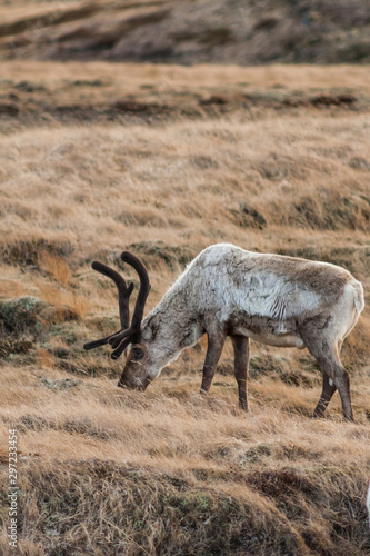 Young male reindeer  Rangifer tarandus  sporting spring velvet-covered antlers as pictured grazing on scarce vegetation in the north of Iceland