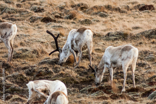 Herd of young reindeers (Rangifer tarandus) grazing at scarce vegetation on a hill in the north of Iceland as pictured in spring