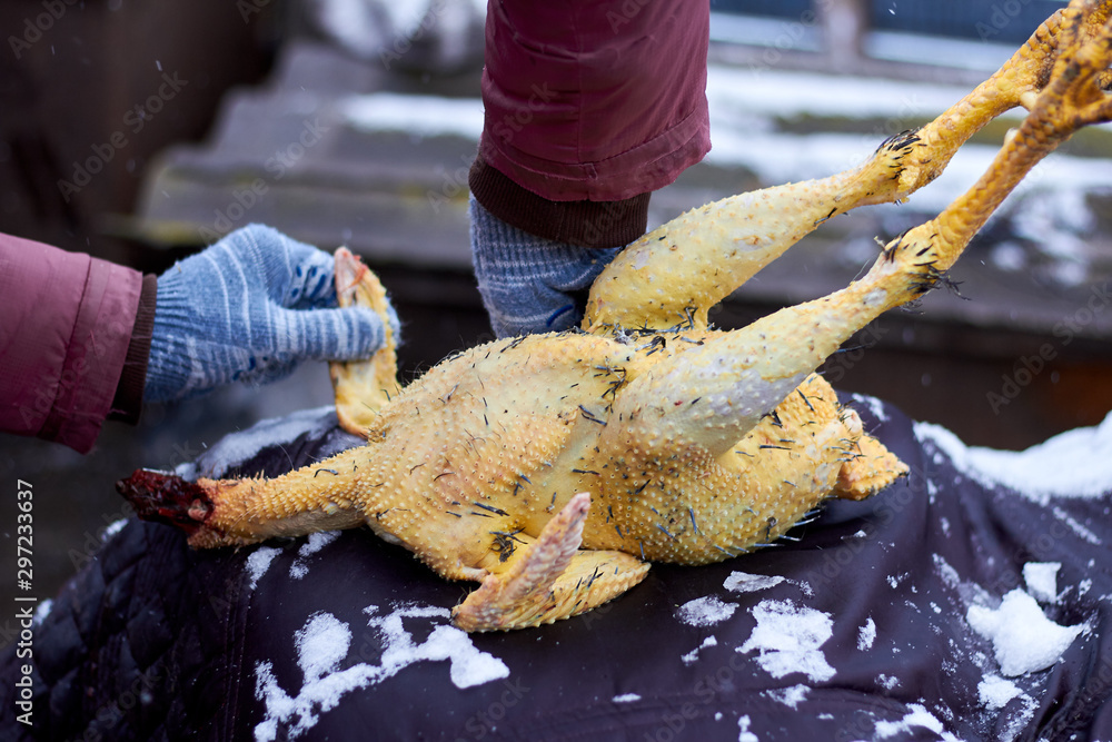Dead chicken on the table. The farmer plucks the carcass. Cooking. Farm, countryside.