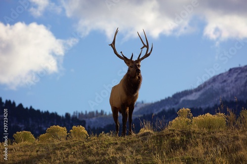 Yellowstone bull elk photo