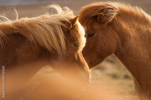 A pony-sized Icelandic horse as pictured with a backdrop of snowy mountain range and barren spring steppe landscape
