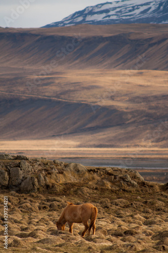 A pony-sized Icelandic horse as pictured with a backdrop of snowy mountain range and barren spring steppe landscape