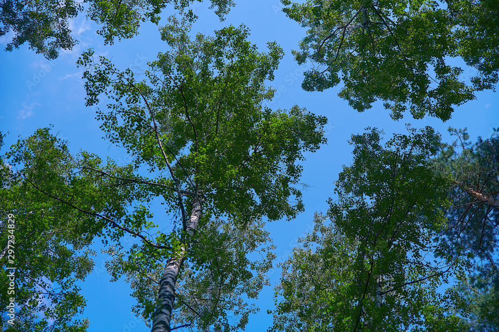 Fototapeta premium Beautiful bottom view on the crowns of trees against the blue sky. Beautiful summer landscape with sky and trees.