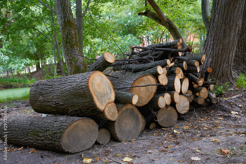 Cut logs fire wood after cleaning the park in summer.
