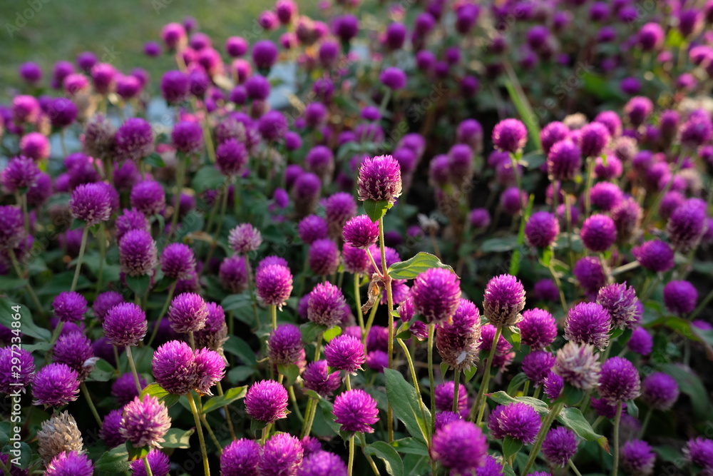 Obraz premium Purple flower (Gomphrena globosa) at the park with soft tungsten sun glares