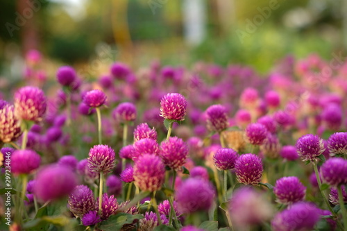 Purple flower  Gomphrena globosa  at  the park with soft tungsten sun glares