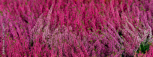 Beautiful red heather flowers close-up. Natural floral background from heather. Autumn flowers close up.