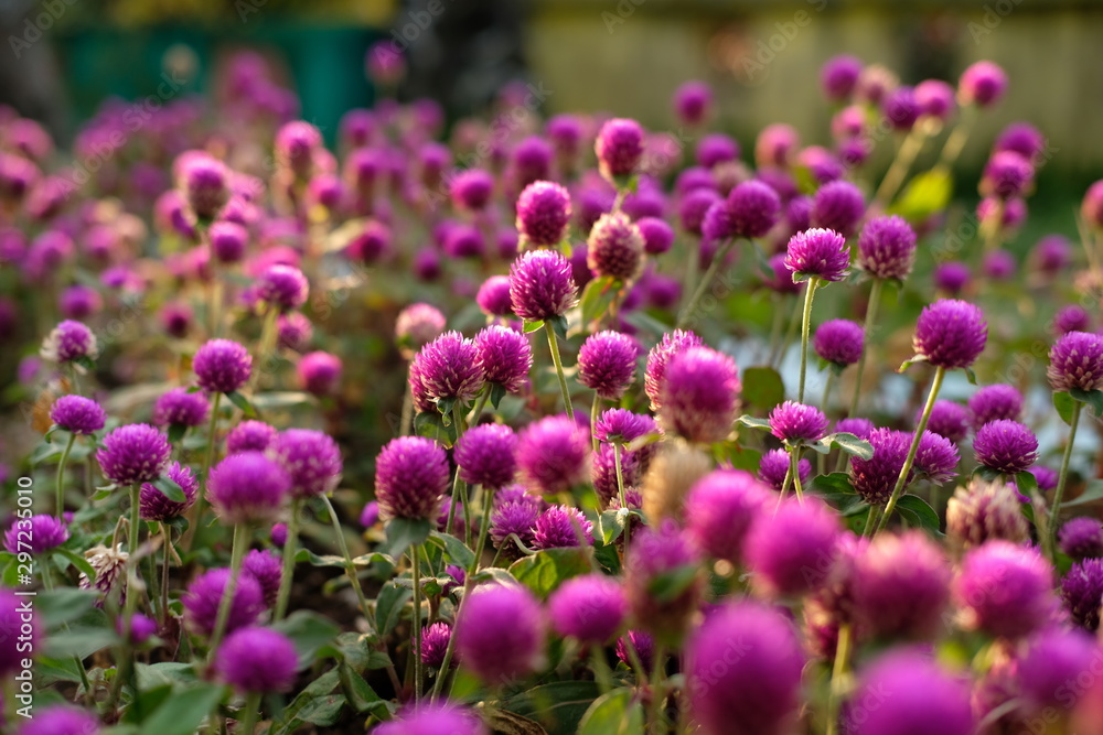 Purple flower (Gomphrena globosa) at  the park with soft tungsten sun glares