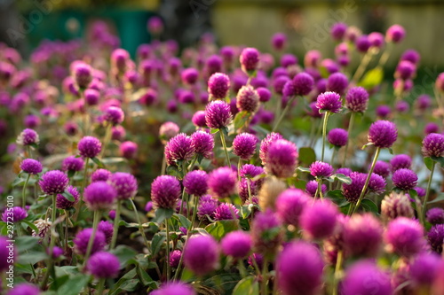 Purple flower (Gomphrena globosa) at the park with soft tungsten sun glares