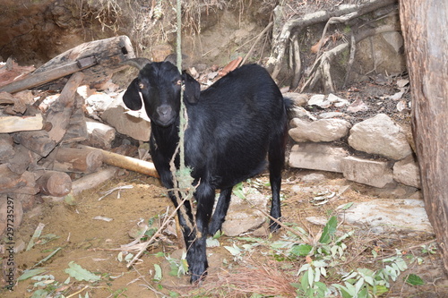 black local goat about 30 kilogram meat