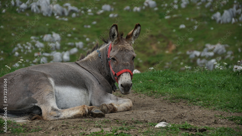 Fototapeta premium Donkey in field