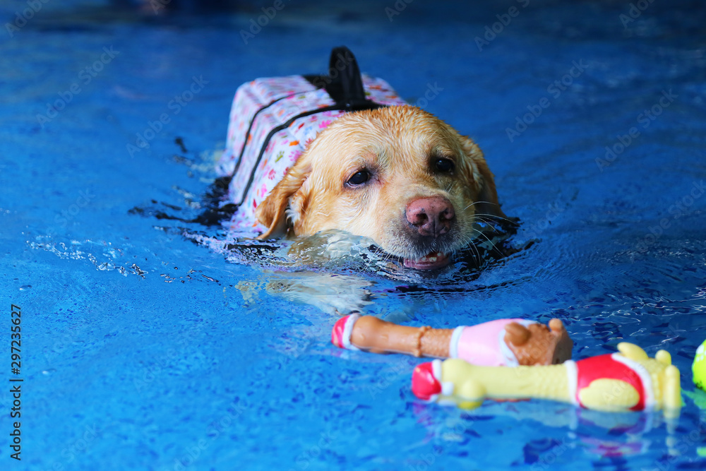 Labrador retriever wear life jacket and play with colourful toy in swimming pool. Dog swimming. Stock Foto Adobe Stock