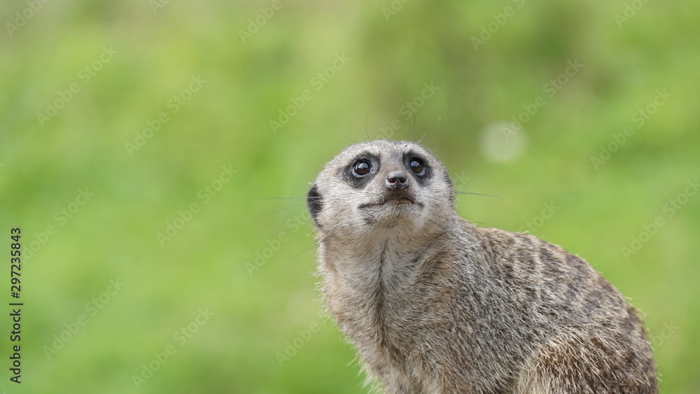 Fototapeta premium Meerkat on guard