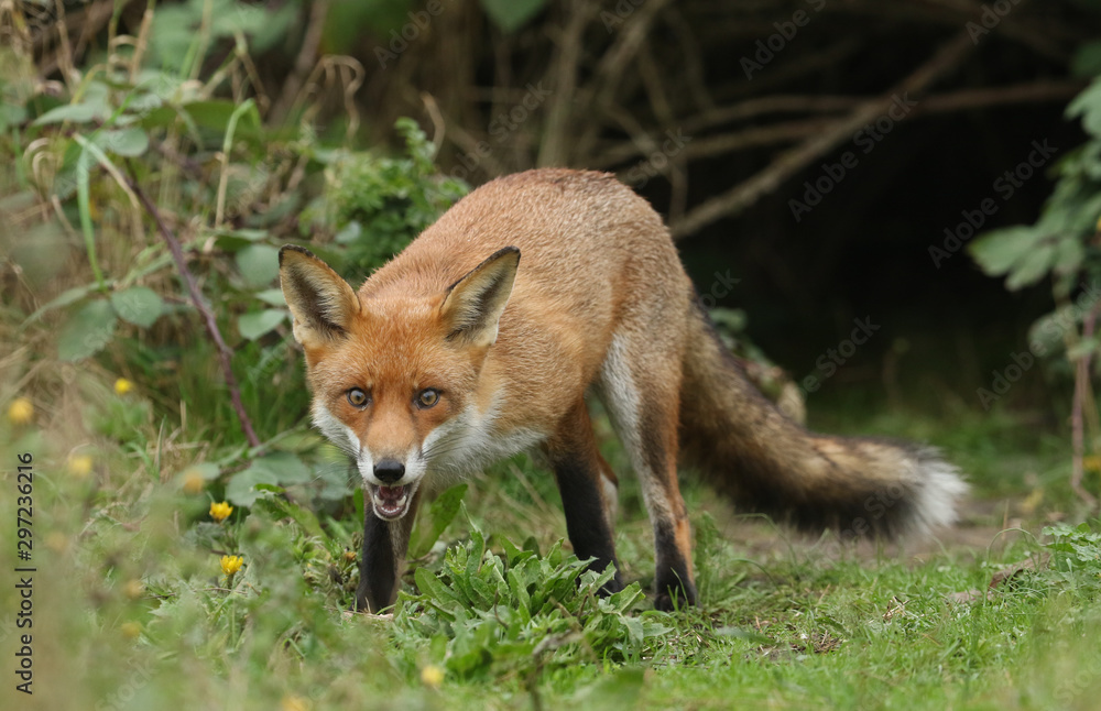 A cute wild Red Fox , Vulpes vulpes, standing at the entrance of its den.