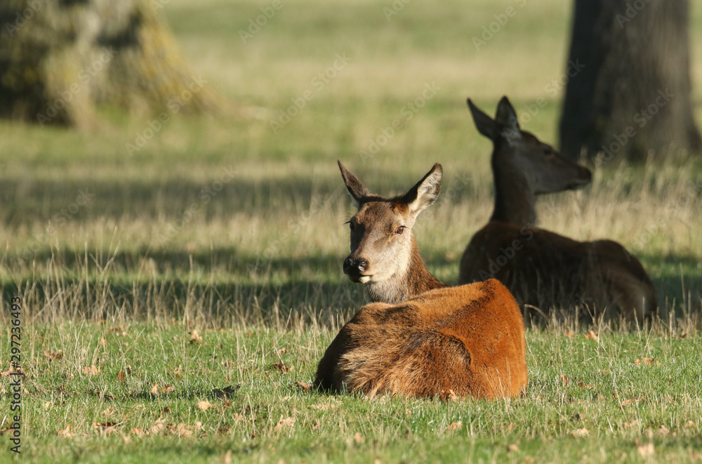 Obraz premium Red Deer hinds (Cervus elaphus) resting in a meadow during rutting season.