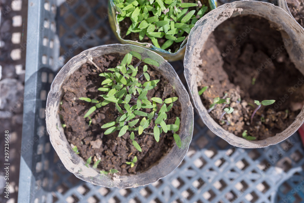 Small Green Sprout Seedling Of Tomato With Leaves Growing In Peat Pot In Spring Close Up. Small Green Sprout Seedling Of Tomato With Leaves Growing In Peat Pot In Spring Close Up.