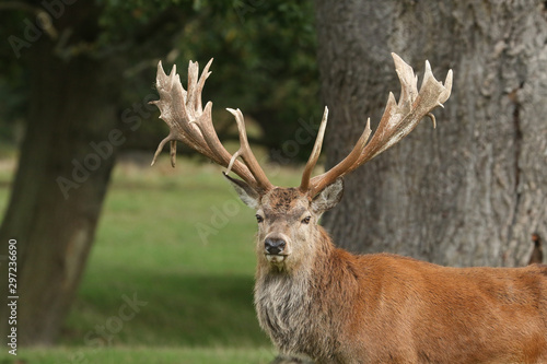 The head shot of a magnificent Red Deer Stag  Cervus elaphus  standing in a field at the edge of woodland during rutting season.