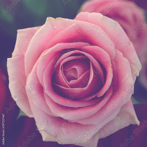 Pink rose in soft style, Macro of rose flower part.