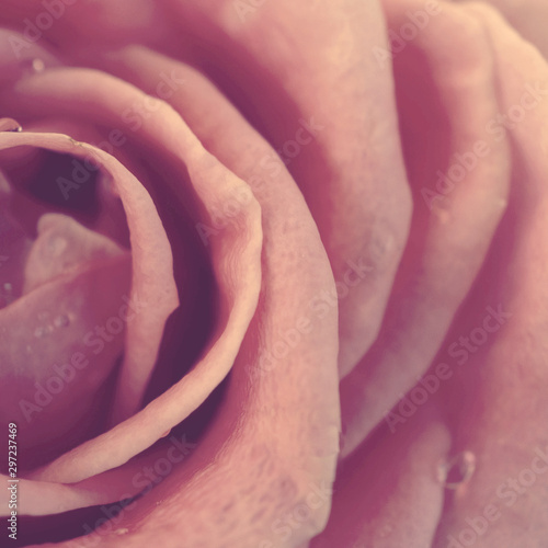 Pink rose in soft style, Macro of rose flower part.