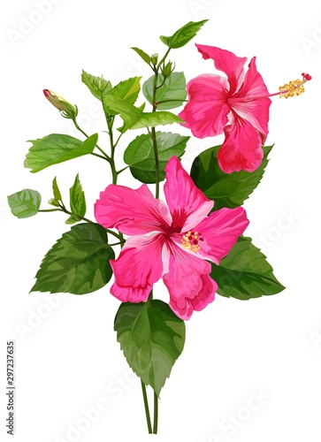 Hibiscus flower vector illustration