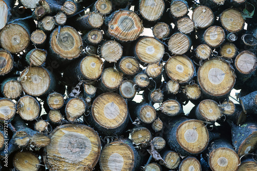 Texture of stacked logs of trees for fuel_
