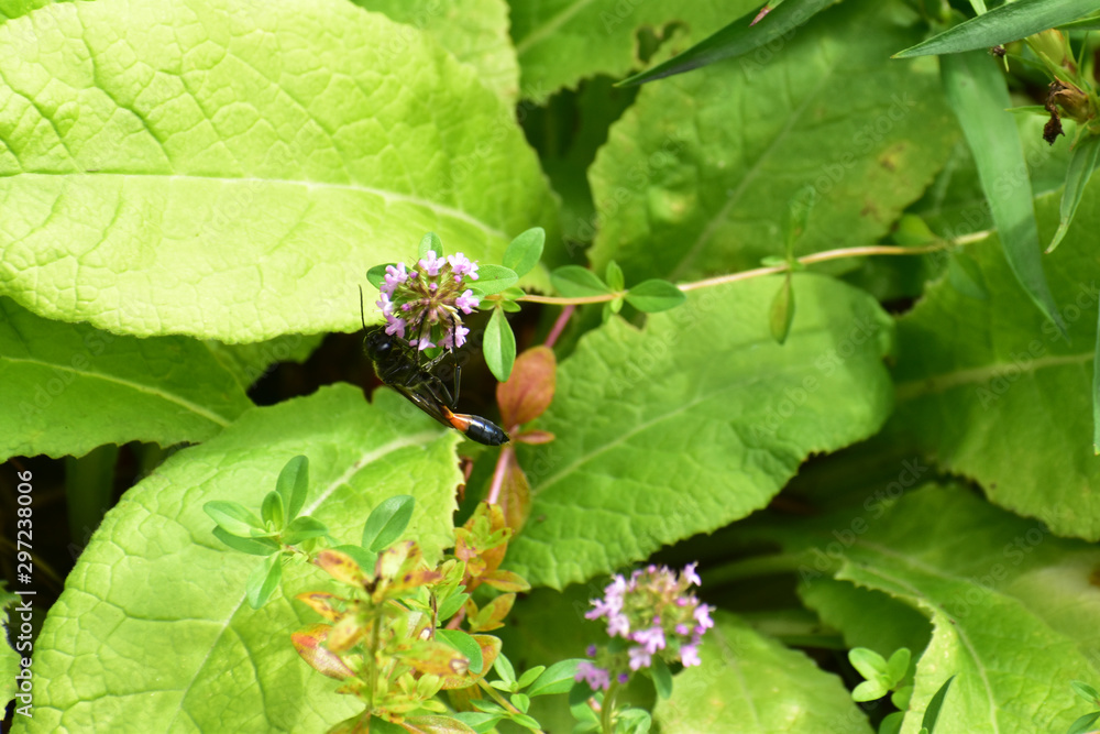 タイムの花にトックリバチ タイムの花にトックリバチ