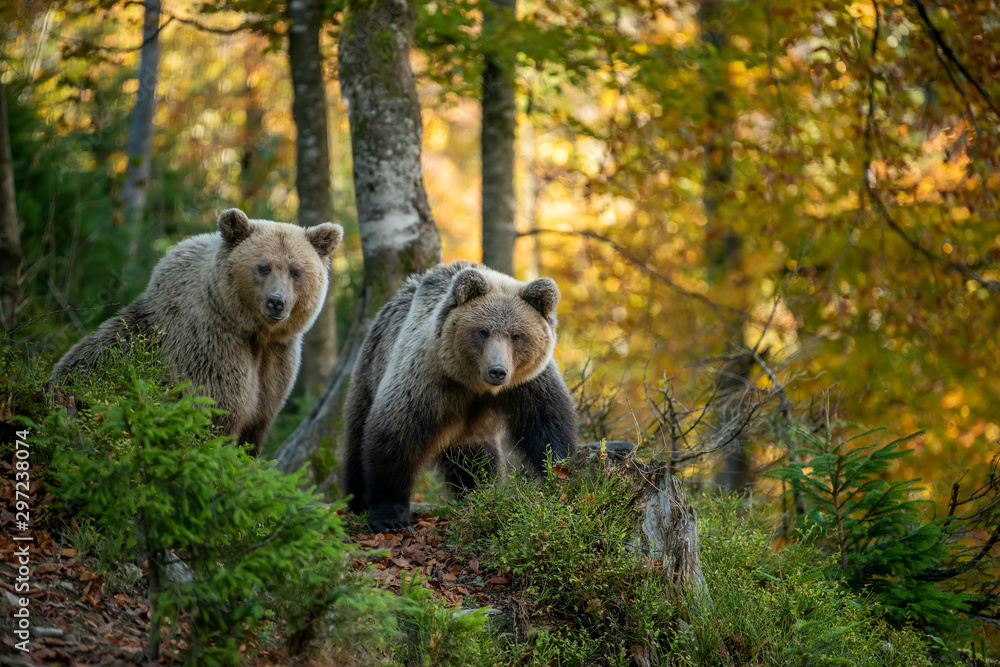 Fototapeta premium Brown bear in autumn forest