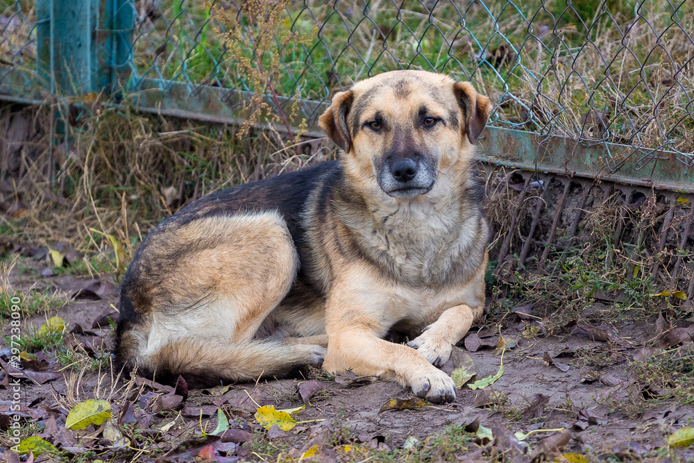 The dog lies near the fence and guards the farm_ The dog lies near the fence and guards the farm_