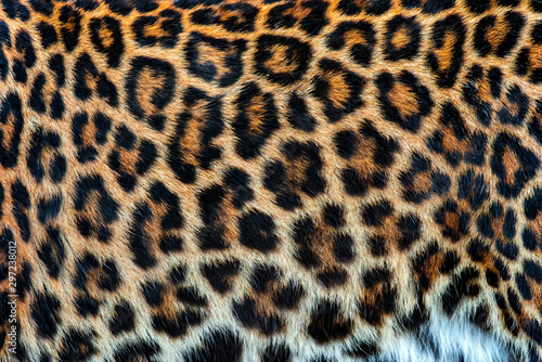 Real skin texture of Leopard © byrdyak