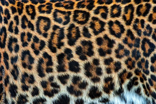 Fototapeta Prawdziwa faktura skóry lamparta