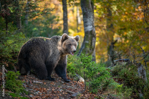 Brown bear in autumn forest