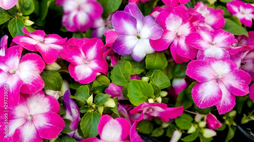 Impatiens Flowers in Garden