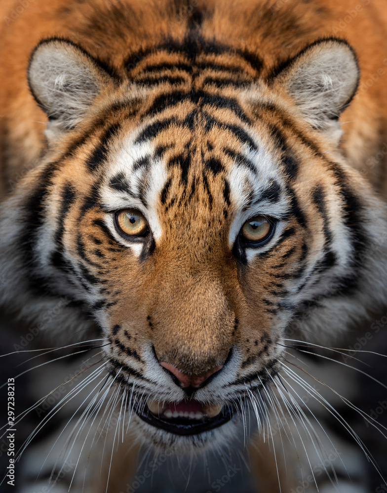 Fototapeta premium Close up view portrait of a Siberian tiger
