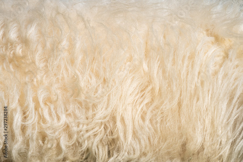 White shaggy fur texture background. Beige wool