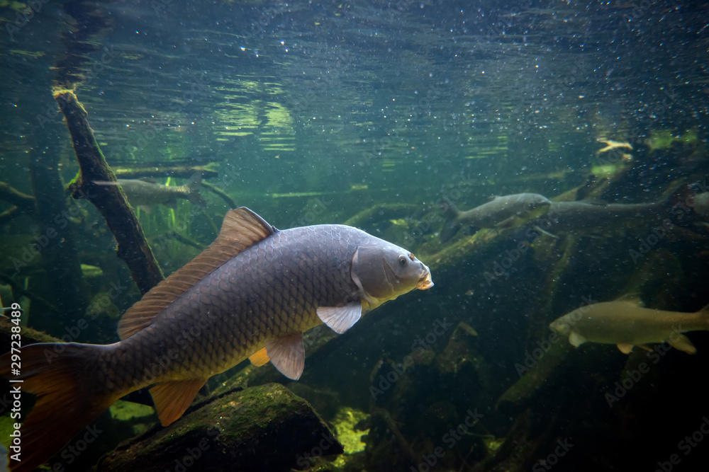 Freshwater fish carp (Cyprinus carpio) in the pond Freshwater fish carp (Cyprinus carpio) in the pond