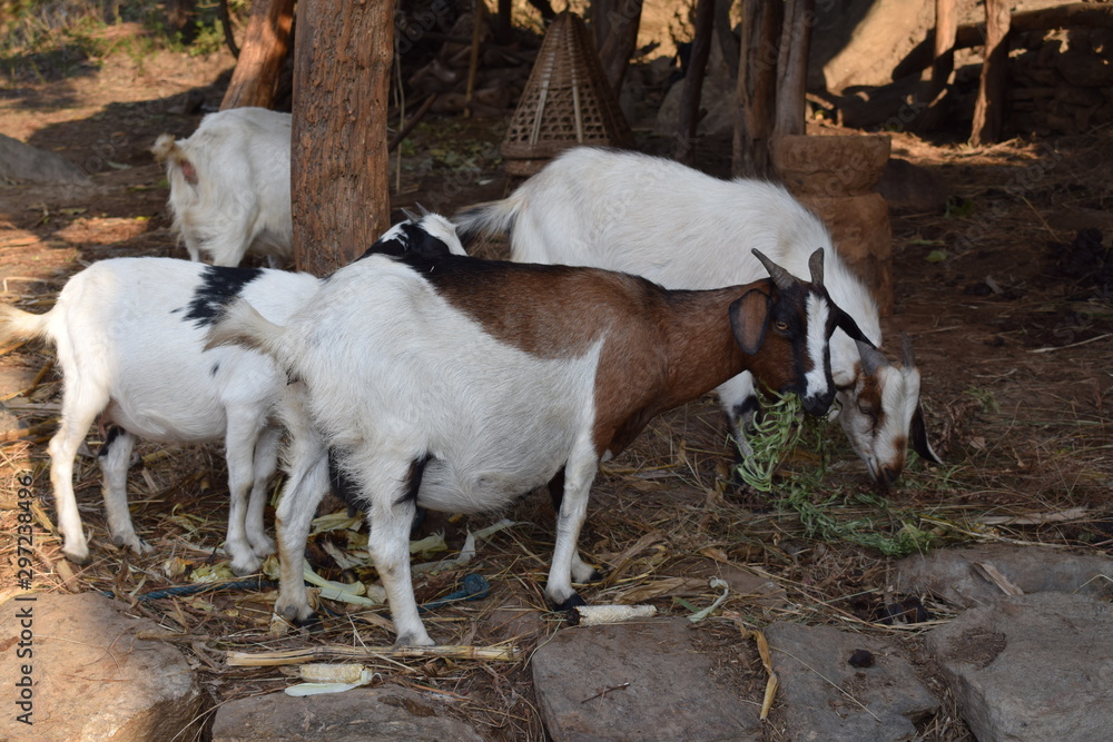 goats on the farm goats on the farm