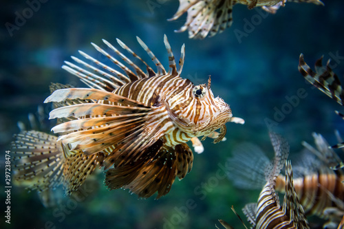 Beautiful lion fish hovering in mid water hunting for small prey in blue water