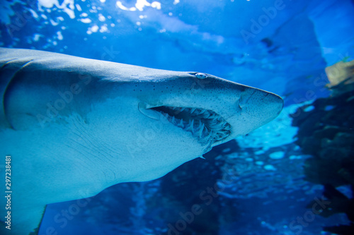 Underwater great white shark